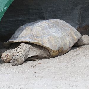African Spurred Tortoise (2016)