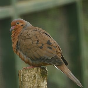 Socorro Dove, May 2021