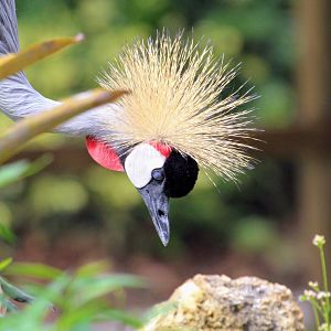 Gray Crowned-Crane (2016)