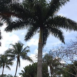 Cuban Royal Palm (2016)