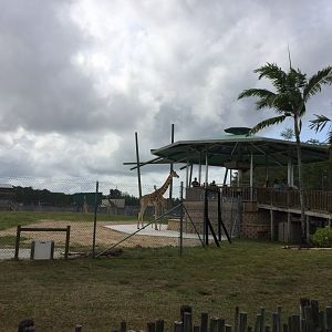 Giraffe feeding deck (2016)