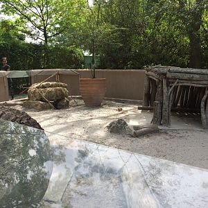 Spurred Tortoise exhibit (2016)