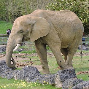 African bush elephant [2015]