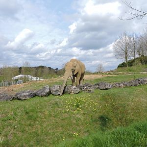 African bush elephant [2015]