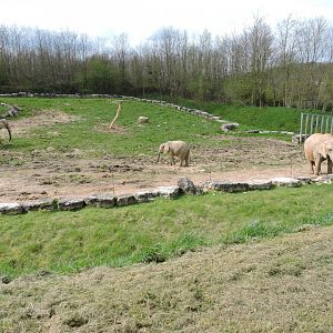 African bush elephant [2015]