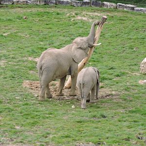 African bush elephant [2015]