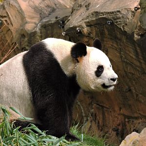 Giant panda [2015]