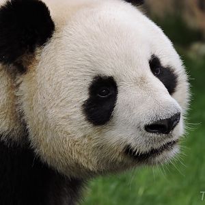 Giant panda [2015]