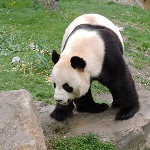 Giant panda [2015]