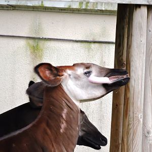 Okapi [2015]