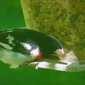 Rose-breasted Grosbeak