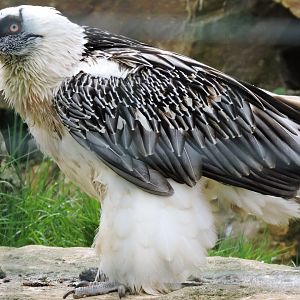 Bearded vulture [2015]