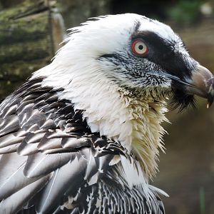 Bearded vulture [2015]