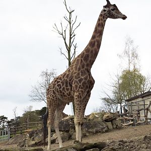 Reticulated giraffe [2015]