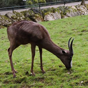 Black springbok [2015]