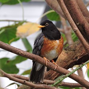 Black-breasted thrush [2015]