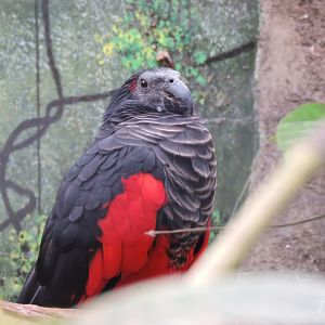 Pesquet's parrot [2015]