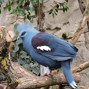 Western crowned pigeon [2015]