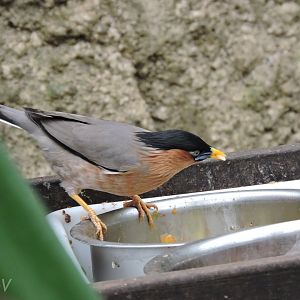 Brahminy myna [2015]