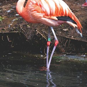 .:Chilean Flamingo:.