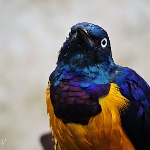 Golden-breasted starling [2015]