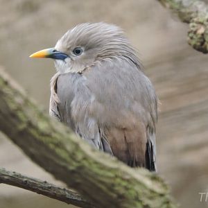 White-shouldered starling [2015]