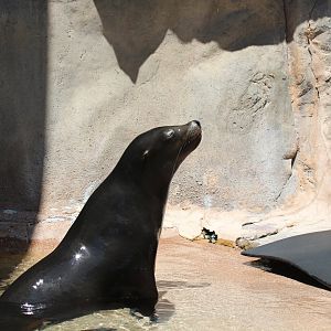 California Sea Lion