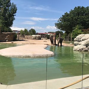 Toyota Elephant Passage