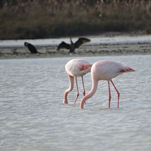 Greater flamingos - Camargue [2015]