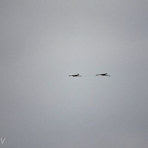 Common cranes - Camargue [2015]