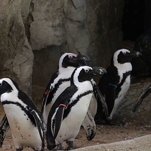 African Penguin
