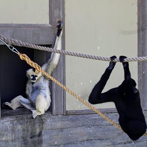Northern White-cheeked Gibbon