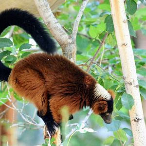 Red Ruffed Lemur