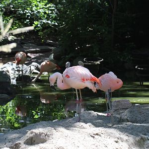 Chilean Flamingo