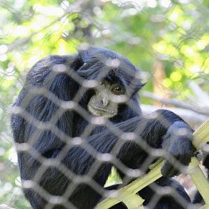 Siamang