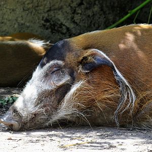 Red River Hog