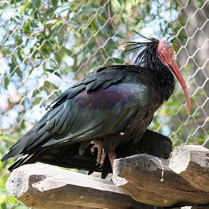 Northern Bald Ibis