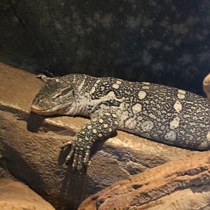 Nile Monitor
