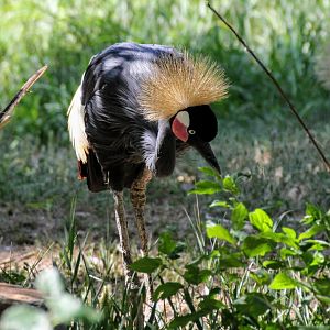 Black Crowned-Crane