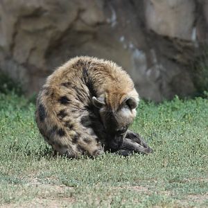Spotted Hyena