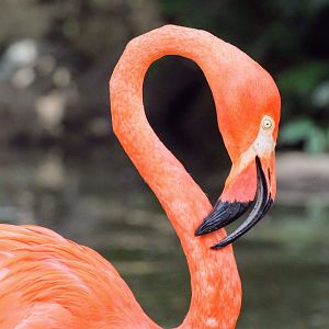 American Flamingo