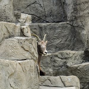 Rocky Mountain Bighorn Sheep