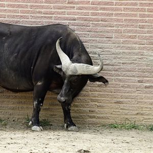 Cape Buffalo
