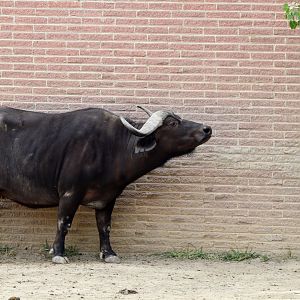 Cape Buffalo