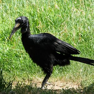 Northern Ground Hornbill