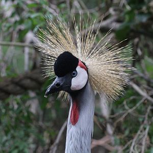 Gray Crowned-Crane