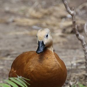 Ruddy Shelduck
