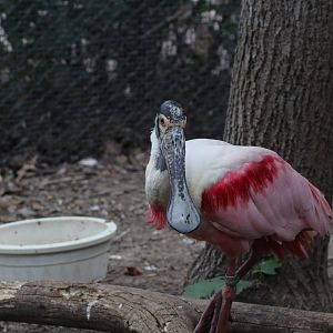 Roseate Spoonbill