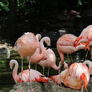 Chilean Flamingo