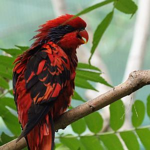 Blue-streaked Lory